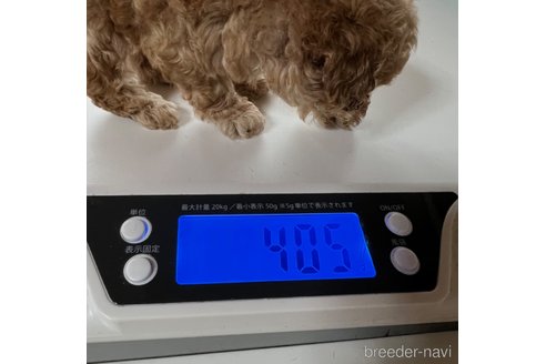 成約済の岡山県のティーカッププードル-256927の13枚目