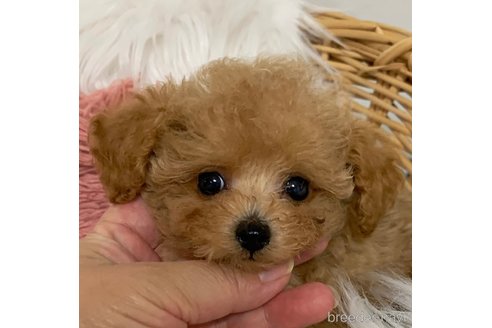 成約済の広島県のティーカッププードル-256934の10枚目