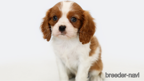 成約済の神奈川県のキャバリアキングチャールズスパニエル-248615の4枚目