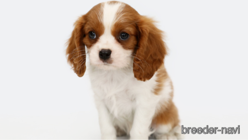 成約済の神奈川県のキャバリアキングチャールズスパニエル-248615の1枚目