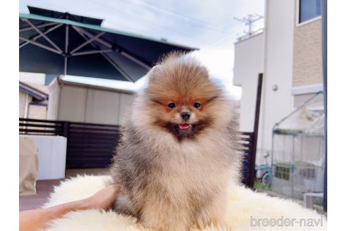 成約済の岐阜県のポメラニアン-243929の16枚目