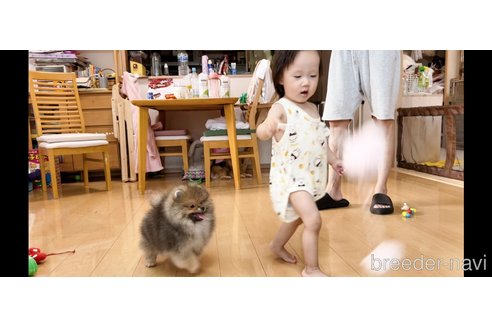 成約済の岐阜県のポメラニアン-243929の2枚目