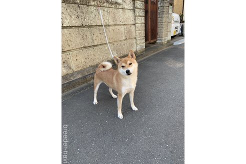 のの柴犬-