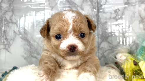 成約済の福岡県のチワプー:チワワ×トイプードル-257028の12枚目