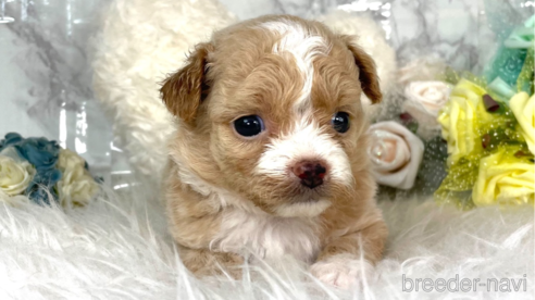 成約済の福岡県のチワプー:チワワ×トイプードル-257028の11枚目