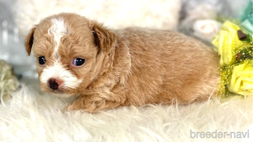 成約済の福岡県のチワプー:チワワ×トイプードル-257028の10枚目