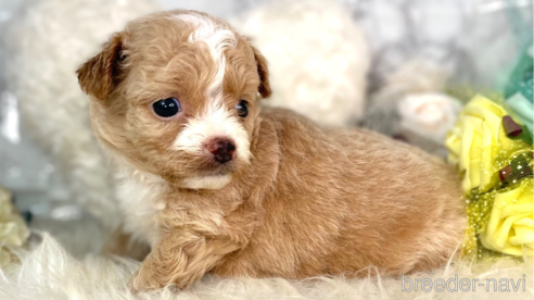 成約済の福岡県のチワプー:チワワ×トイプードル-257028の9枚目