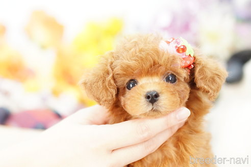 成約済の埼玉県のトイプードル-257029の4枚目