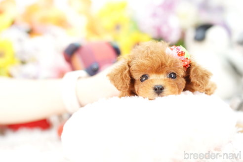 成約済の埼玉県のトイプードル-257029の2枚目