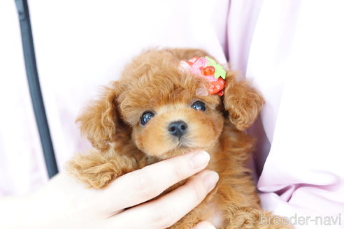 成約済の埼玉県のトイプードル-257029