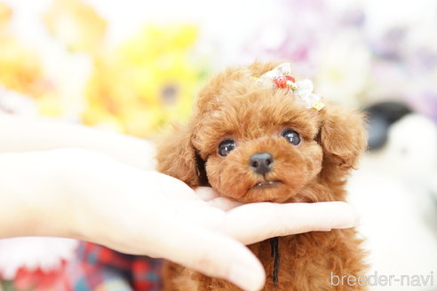 成約済の埼玉県のトイプードル-257036の4枚目