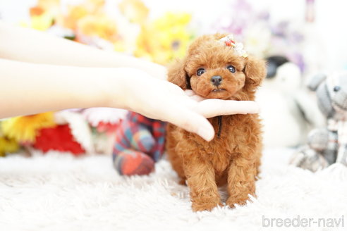 成約済の埼玉県のトイプードル-257036の3枚目