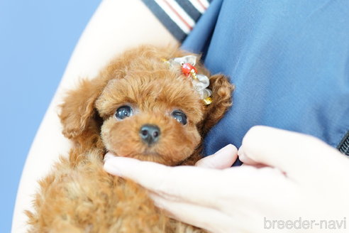 成約済の埼玉県のトイプードル-257036の1枚目