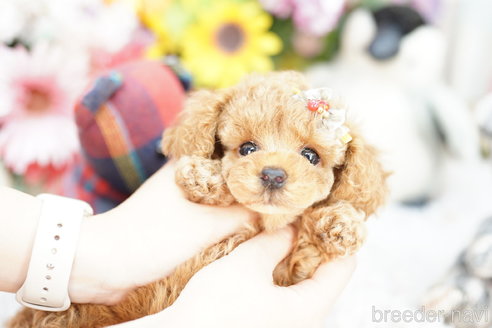 成約済の埼玉県のトイプードル-257042の4枚目