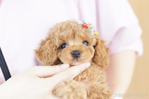 成約済の埼玉県のトイプードル-257042の3枚目