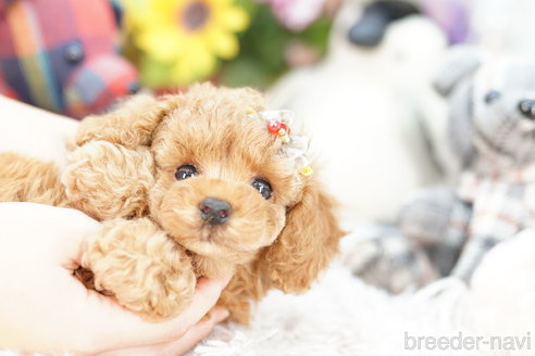 成約済の埼玉県のトイプードル-257042の1枚目