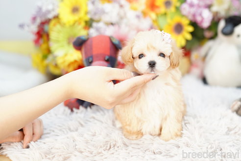 成約済の埼玉県のマルプー:マルチーズ×トイプードル-257045の4枚目