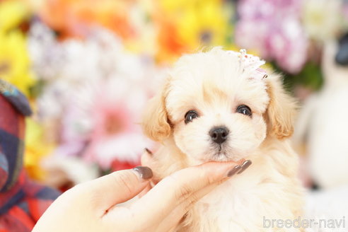 成約済の埼玉県のマルプー:マルチーズ×トイプードル-257045の3枚目