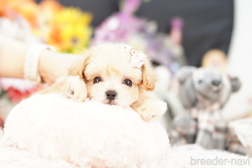 成約済の埼玉県のマルプー:マルチーズ×トイプードル-257045の2枚目