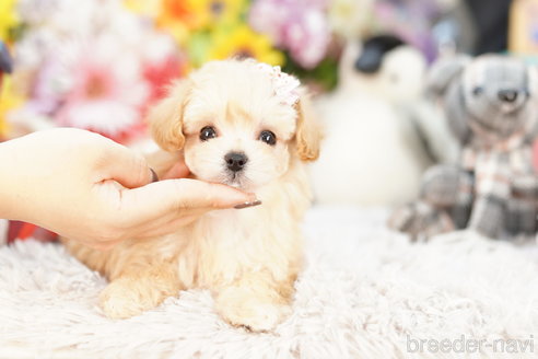 成約済の埼玉県のマルプー:マルチーズ×トイプードル-257045の1枚目