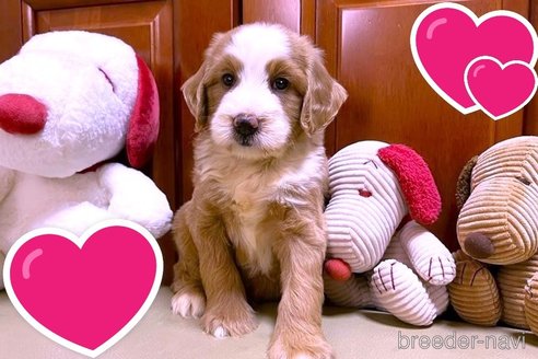 成約済の茨城県のミックス犬-254841の13枚目