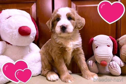 成約済の茨城県のミックス犬-254841の12枚目