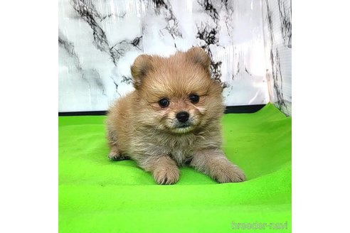 成約済の茨城県のポメラニアン-255183の24枚目