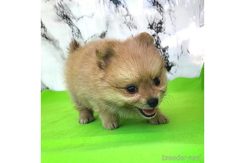 成約済の茨城県のポメラニアン-255183の22枚目