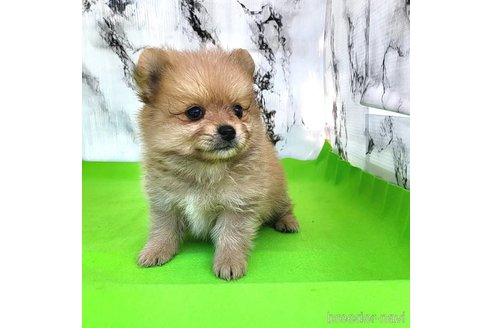 成約済の茨城県のポメラニアン-255183の21枚目