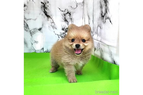 成約済の茨城県のポメラニアン-255183の20枚目