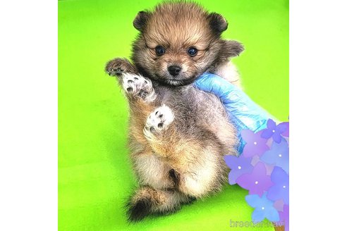 成約済の茨城県のポメラニアン-255189の56枚目