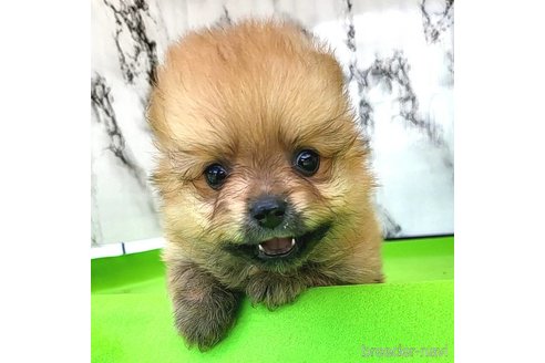 成約済の茨城県のポメラニアン-255193の15枚目