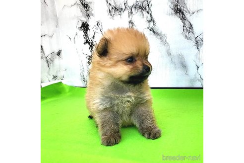 成約済の茨城県のポメラニアン-255193の14枚目