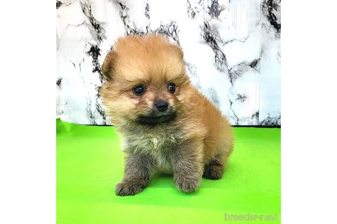 成約済の茨城県のポメラニアン-255193の13枚目