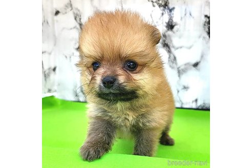 成約済の茨城県のポメラニアン-255193の12枚目
