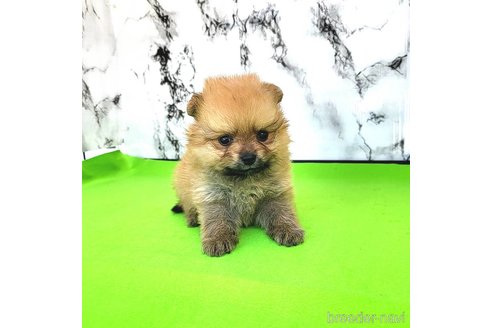 成約済の茨城県のポメラニアン-255193の11枚目