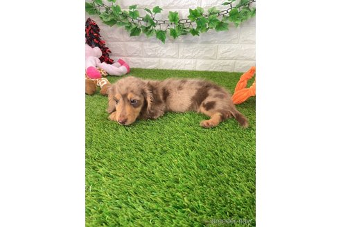 成約済の愛知県のミニチュアダックスフンド(ロングヘアード)-257076の4枚目