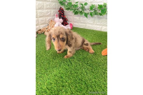 成約済の愛知県のミニチュアダックスフンド(ロングヘアード)-257076の3枚目