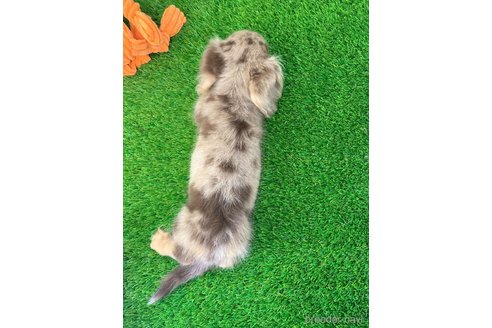 成約済の愛知県のミニチュアダックスフンド(ロングヘアード)-257076の5枚目