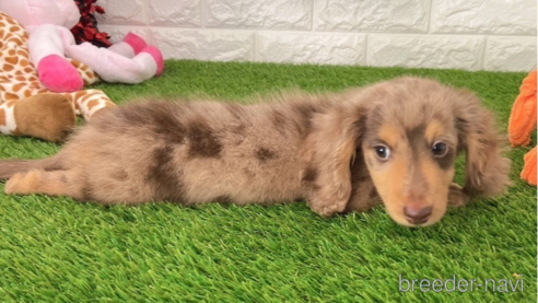 成約済の愛知県のミニチュアダックスフンド(ロングヘアード)-257076の2枚目