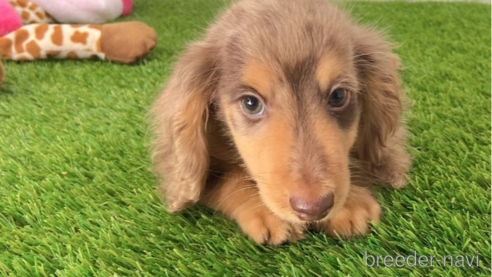 成約済の愛知県のミニチュアダックスフンド(ロングヘアード)-257076