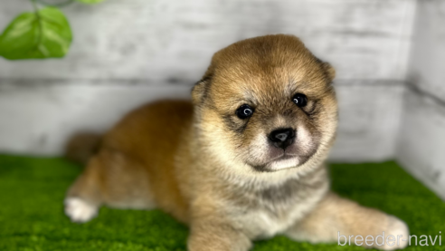 成約済の埼玉県の柴犬-250205の4枚目