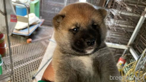 成約済の広島県の柴犬-255367の1枚目
