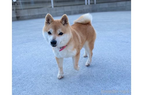 紅桜ちゃん1枚目