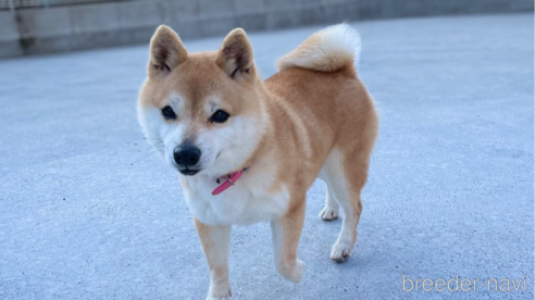 紅桜ちゃん1枚目