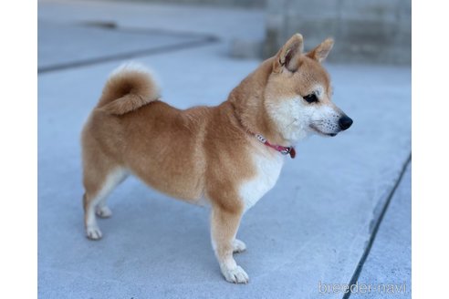 桜ちゃん1枚目