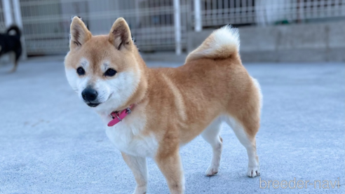 桜ちゃん1枚目