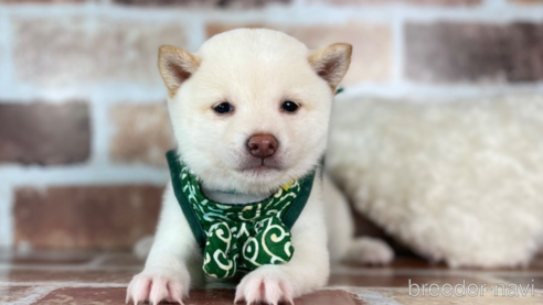 成約済の福岡県の豆柴-257129の5枚目