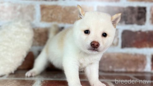 成約済の福岡県の豆柴-257129の4枚目