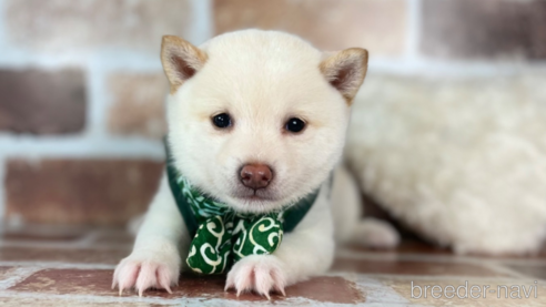 成約済の福岡県の豆柴-257129の1枚目